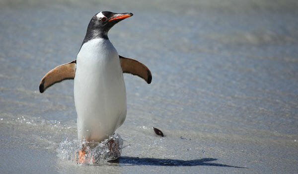 google penguin